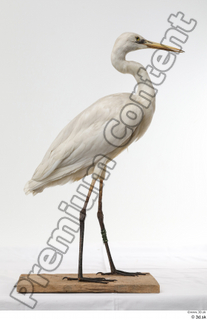 Stork  2 whole body 0005.jpg